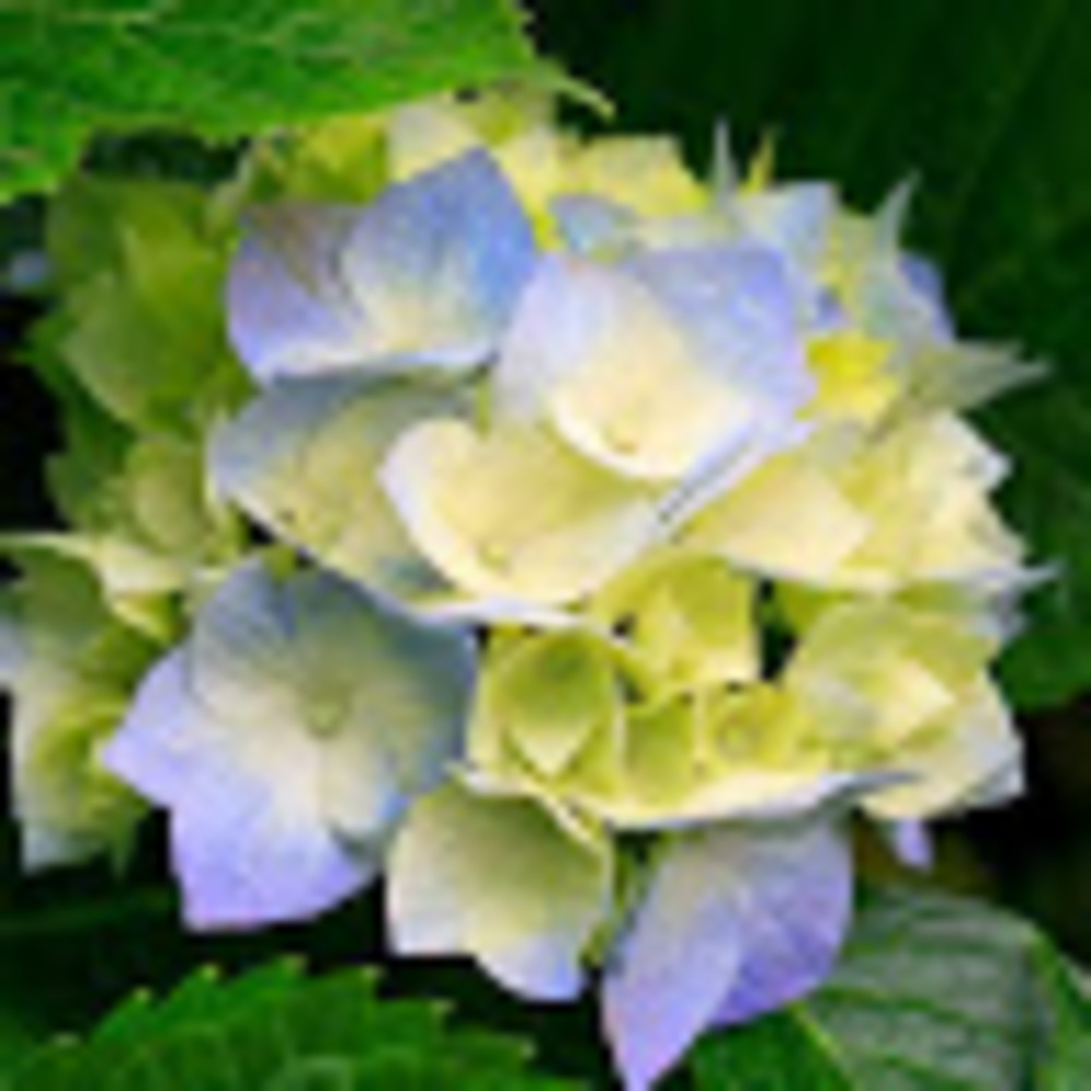 Meet your Posher, Steph